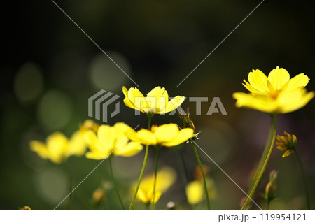 カラフルなコスモスの花 119954121