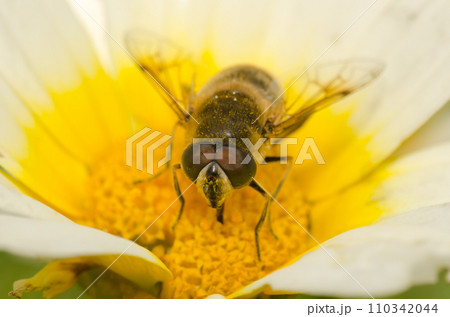 Common drone fly on a flower of garland chrysanthemum. 110342044