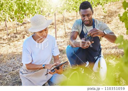 Wine farmers, vineyard or agriculture tablet app to monitor growth, development or sustainability in countryside garden field. Farming workers, colleagues or people with digital tech for fruit plants 110351059