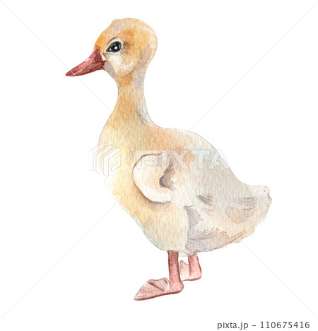 Watercolor cute white bird. Gosling illustration isolated on white. Little Easter goose chick hand drawn . Painted farm nestling farm. Domestic pet youngling. Element for design Easter, package 110675416