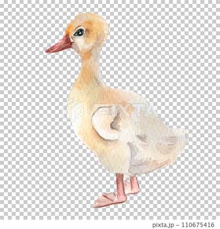 Watercolor cute white bird. Gosling illustration isolated on white. Little Easter goose chick hand drawn . Painted farm nestling farm. Domestic pet youngling. Element for design Easter, package 110675416