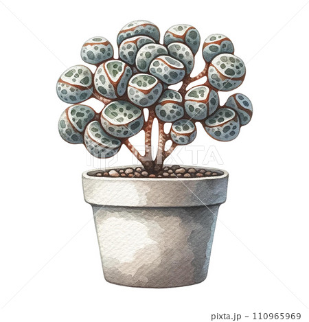 Lithops (Living Stones)   in a pot  watercolor clipart 110965969