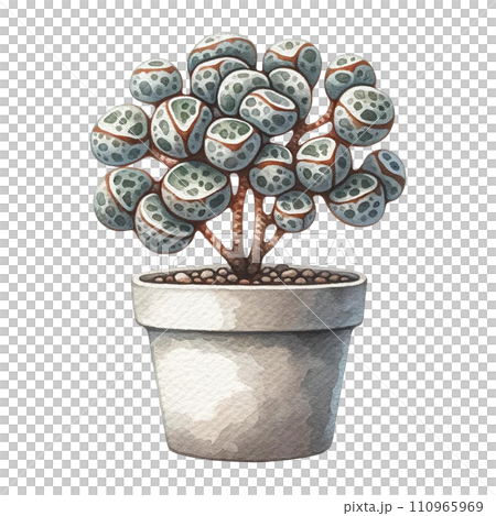 Lithops (Living Stones)   in a pot  watercolor clipart 110965969