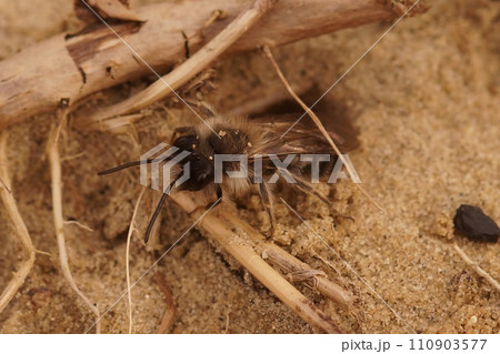 Closeup on a male of the endangered nycthemeral mining bee, Andrena nycthemera coming out of it's underground nest 110903577