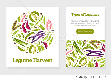 Legume Plant Banner Design with Pod and Bean Vector Template 110915838