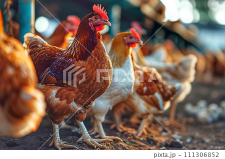 Chickens on the farm 111306852