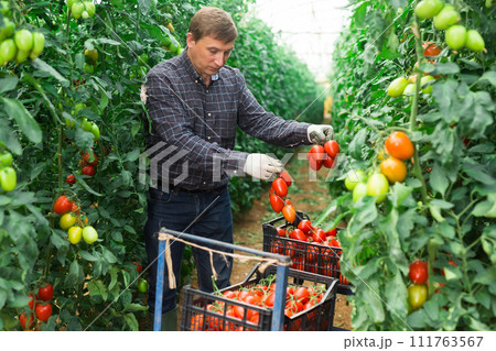 Successful male gardener with red tomatoes in a greenhouse 111763567