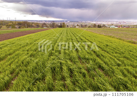 Wide panorama of green fresh wheat or corn field on background of distant city buildings and trees under cloudy blue sky. Summer or spring rural landscape, agriculture, harvest and farming concept. 111705106