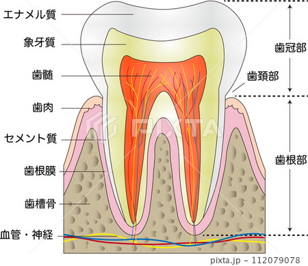 歯の角部名称 112079078