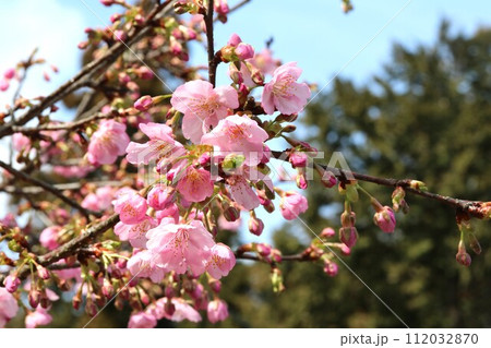 2月に咲くカワヅザクラ（河津桜） 112032870