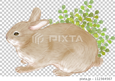 Plant bushes and cute rabbit 112364567