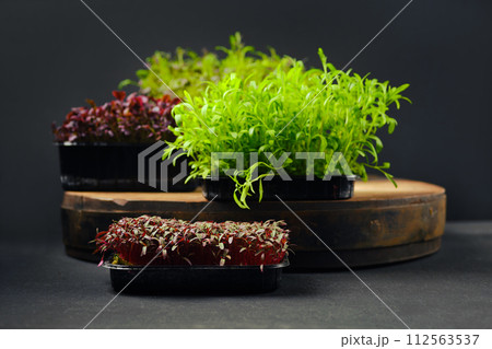 Low key photo of baby amaranth, tarragon, estragon and watercress microgreens sprouts in trays 112563537