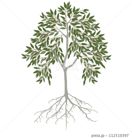 Eucalyptus tree with leaves and roots on a white background. 112510397