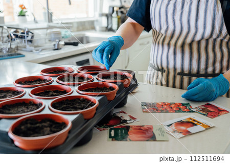 No Face woman planting seeds in pots at home kitchen. Preparing for new kitchen garden season. Sowing seeds. Urban farming lifestyle. Growing organic vegetables in green house. Soft selective focus. 112511694