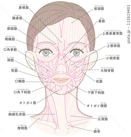 顔と首周りの筋肉　髪型あり　筋肉線画　名称入り 112619401