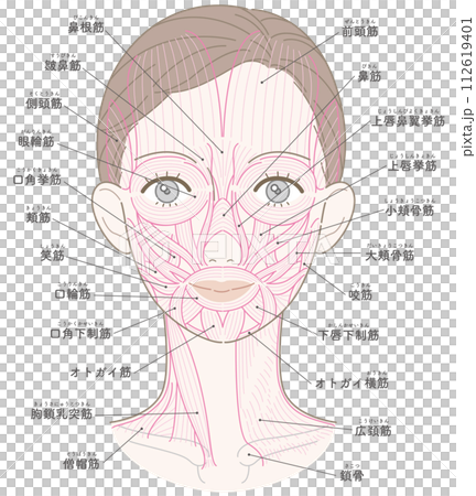 顔と首周りの筋肉　髪型あり　筋肉線画　名称入り 112619401