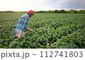 farm worker walks through the field. farming business lifestyle and irrigation concept. a farmer in red cap and blue shirt walks among the sprouts of a plant he grew in his field, holding a tablet 112741803