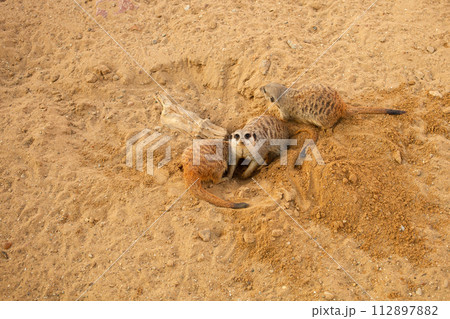 meerkats in the biopark, sit on sand, dig, natural habitat. Beautiful animals, business tourism. small rodents 112897882