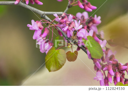 bee on red Cercis tree 112824530