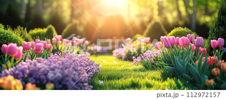 Close-up panoramic view of the beautiful blooming tulips in coniferous garden in spring. 112972157