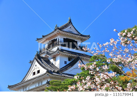 【高知県】快晴の高知城と満開の桜 113179941