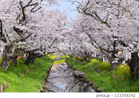 新河岸川の春　満開の桜並木　埼玉県　川越市 113358242