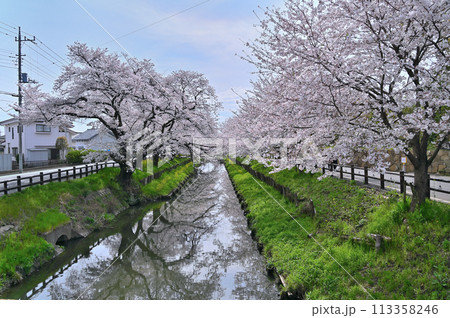 新河岸川の春　満開の桜並木　埼玉県　川越市 113358246