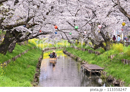 新河岸川の春　満開の桜並木　埼玉県　川越市 113358247