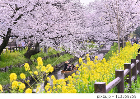 新河岸川の春　満開の桜並木　埼玉県　川越市 113358259