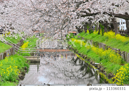 花曇りの新河岸川の春　埼玉県　川越市 113360331