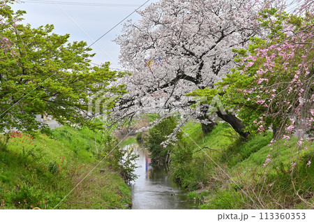 花曇りの新河岸川の春　埼玉県　川越市 113360353