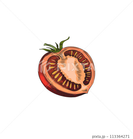 Fresh tomato half cut with leaves vector sketch, hand drawn ripe farm red vegetable, natural healthy organic plant food 113364271