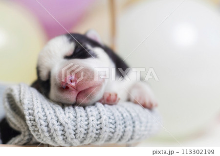 Newborn puppy sleeping on grey knitted fabric 113302199