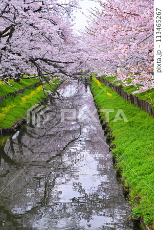 見ごろ満開　新河岸川の桜　　　 113465267