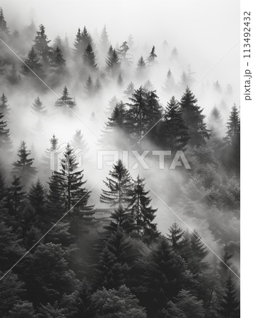 Forest covered in mist with trees, overcast day, dark gray style landscape, minimalist black and white muted palette 113492432