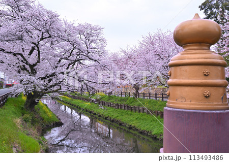 見ごろ満開　欄干越し　新河岸川の桜　　　 113493486