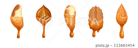 Nut Edible Seed with Dripping Chocolate or Caramel Melting Liquid Vector Set 113663454