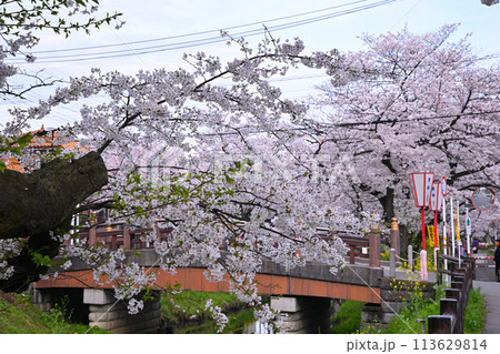 氷川橋　満開の桜　新河岸川　桜祭り　　　 113629814