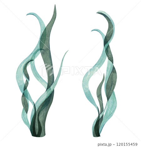 Blue-green watercolor seaweed clipart with tall, wavy leaves. Kelp, laminaria, underwater sea plant isolated elements for aquatic designs, sea lettuce illustration for marine projects, packaging 120155459