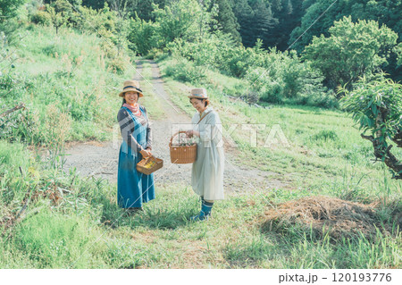 サポナリアの花摘み 120193776