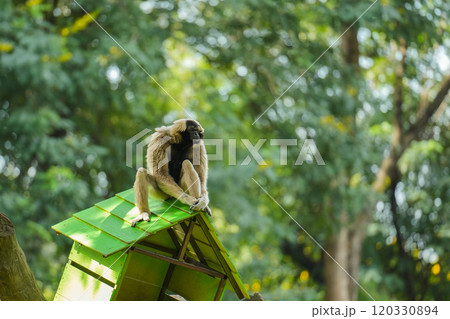 pileated gibbon on tree 120330894