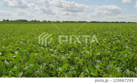 Soybean Field Ripening At Spring Season. Green Soybean Sprouts Growing On A Large Field. Agrarian Business. 120667293