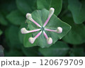 Japanese honeysuckle Lonicera caprifolium closed white flowers on green leafy background 120679709