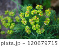 Spurge flowers or euphorbia amygdaloides, beautiful green plant blooming in summer. Close up Background 120679715