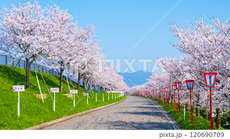 大河津分水桜並木 120690709