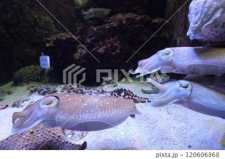 【沖縄県】沖縄美ら海水族館のイカ 120606868