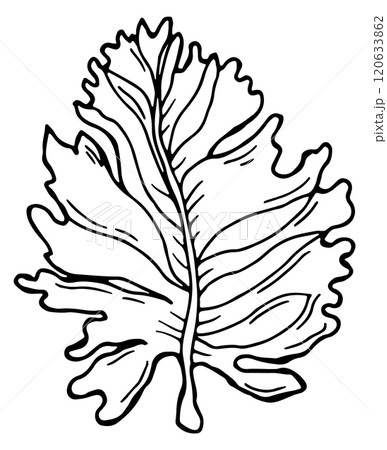 Underwater plant drawing. Ocean nature. Aquarium seaweed 120633862