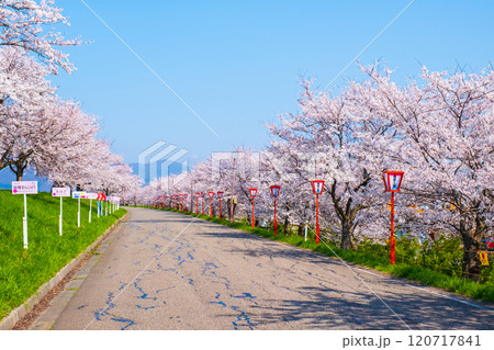 大河津分水桜並木 120717841