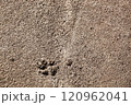 Concrete asphalt and a dog paw print. Background 120962041