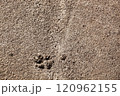 Concrete asphalt with a dog's paw print. Texture. Background for notes. Banner 120962155